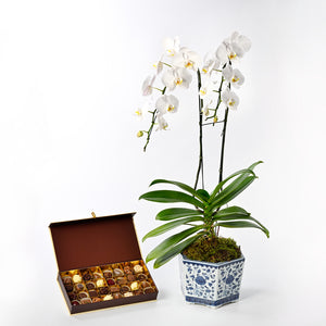 The White Phalaenopsis Orchid Collection