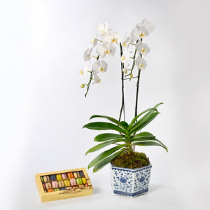 The White Phalaenopsis Orchid Collection