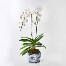Load image into Gallery viewer, The White Phalaenopsis Orchid Collection